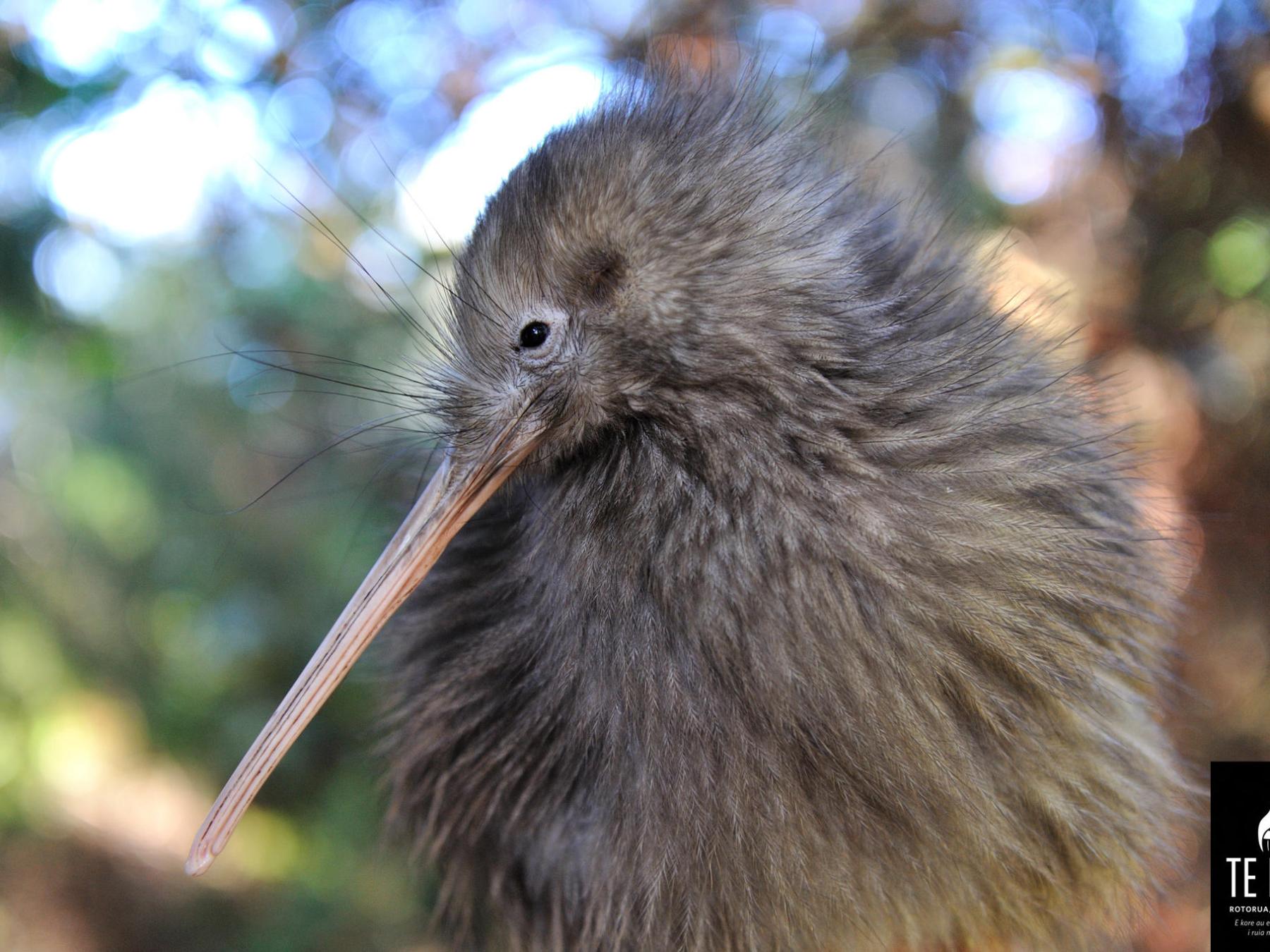Rotorua Geothermal Park