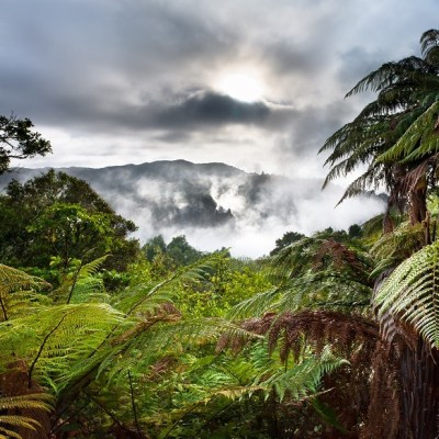 Foggy rainforest with ferns and sun breaking through clouds in a mountainous landscape.