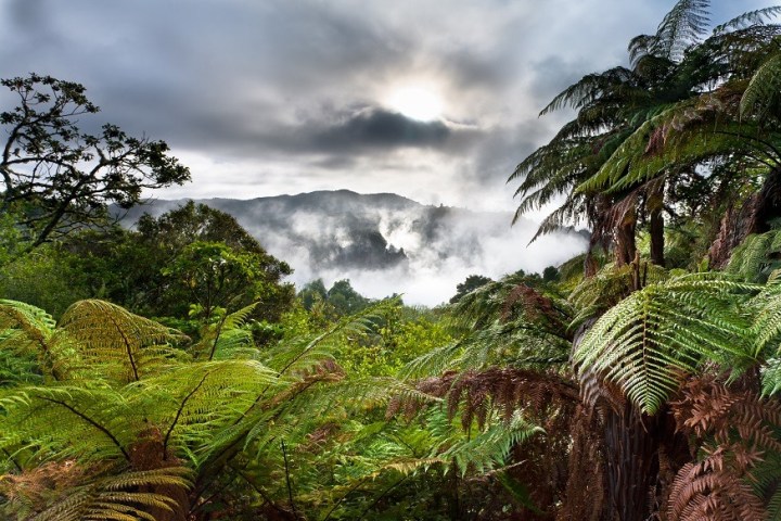 Foggy rainforest with ferns and sun breaking through clouds in a mountainous landscape.